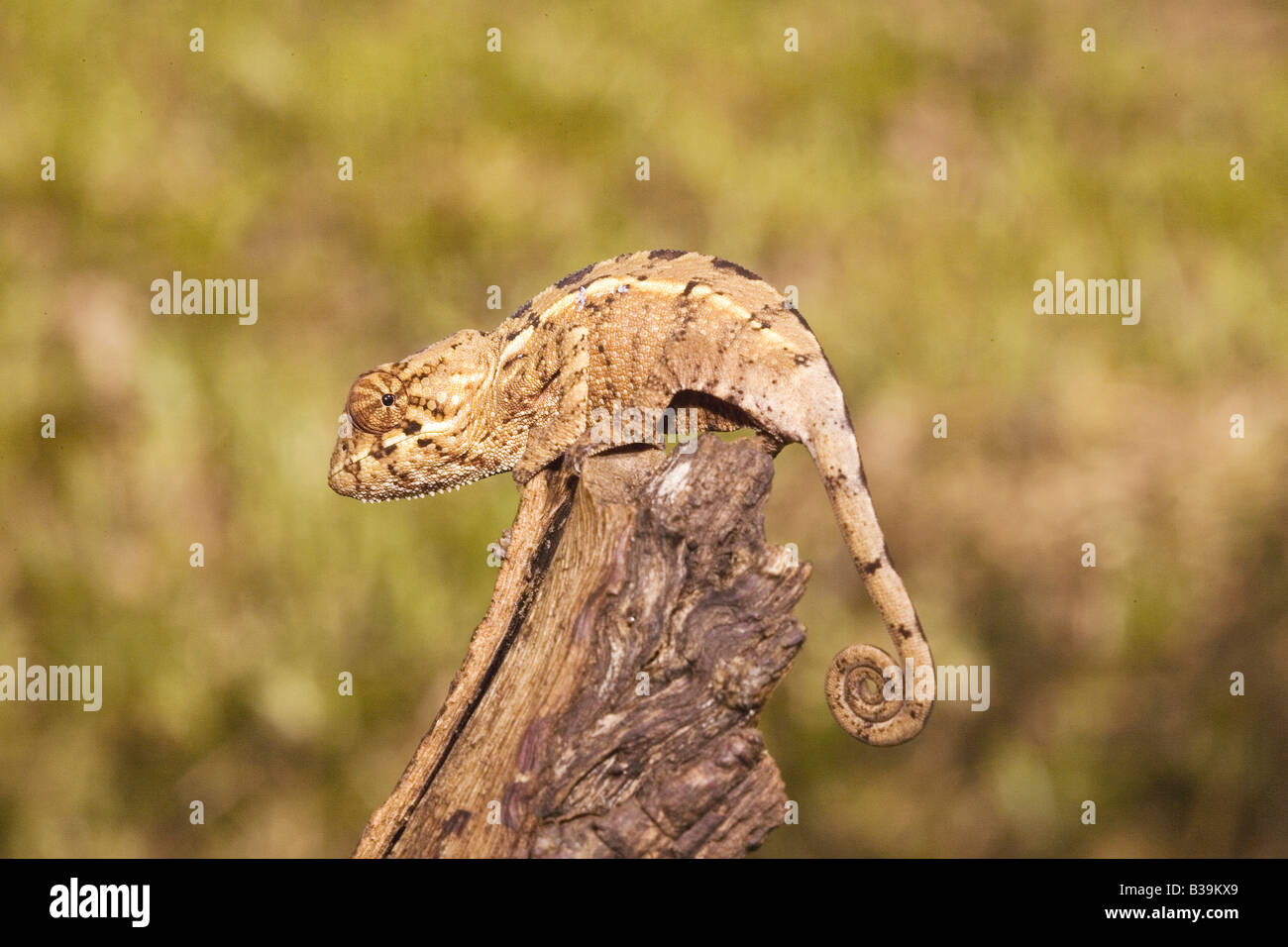 Panther Chameleon - seduta sul tronco di albero / Furcifer pardalis Foto Stock