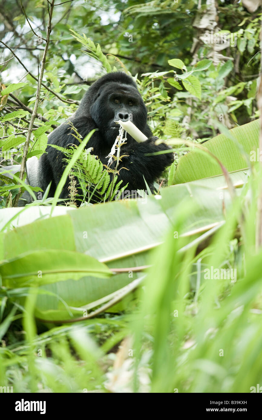 Gorilla di Montagna Foto Stock