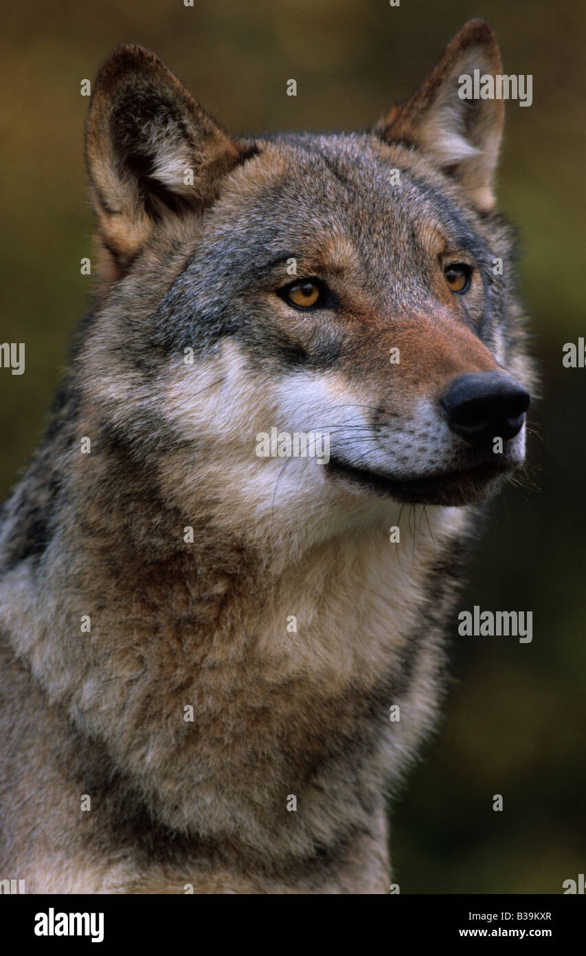 Lupo, Canis lupus, inverno, Europa, Germania, Naturpark Bayerischer Wald (immagine digitale) Foto Stock