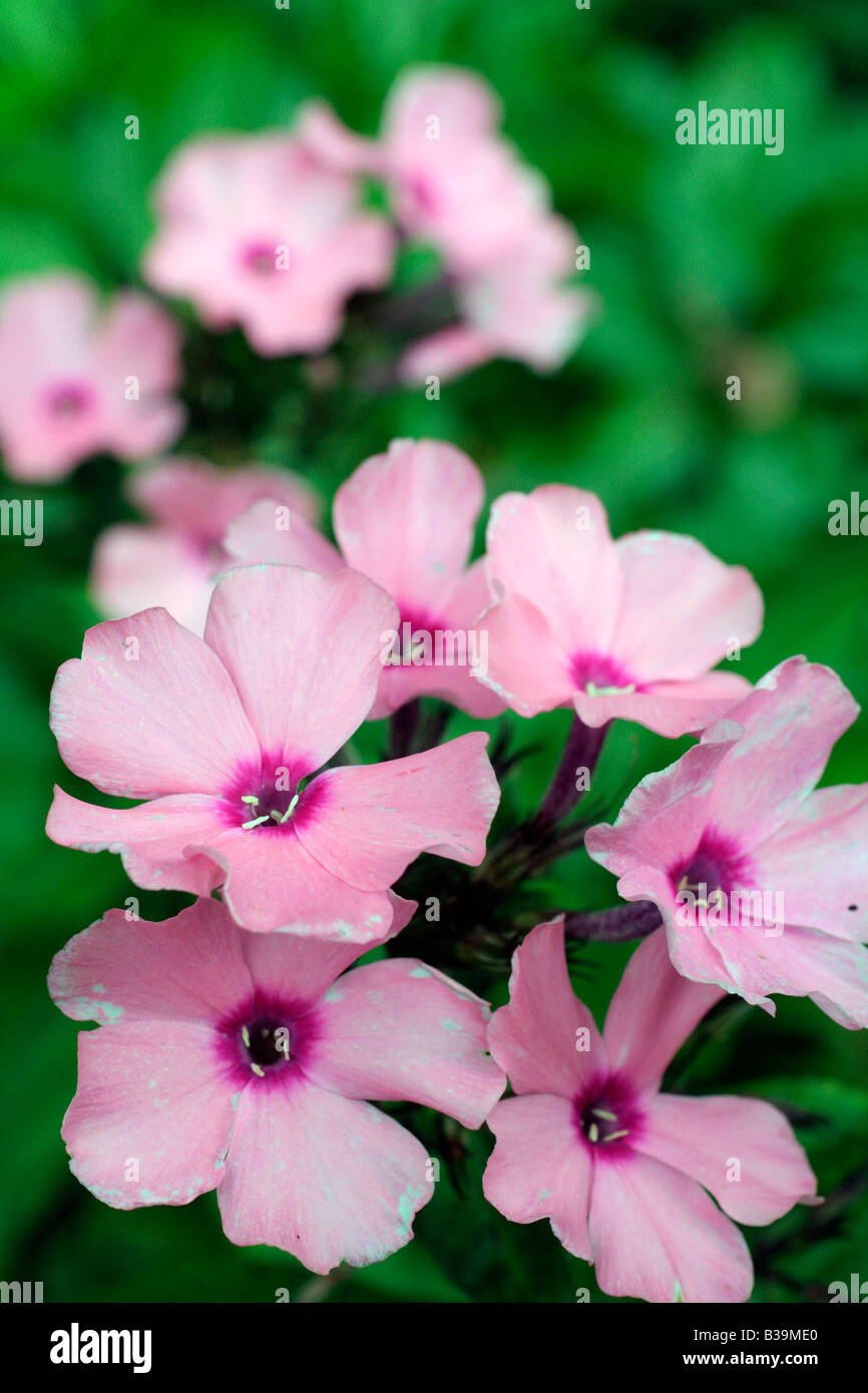 PHLOX PANICULATA FLAMINGO Foto Stock
