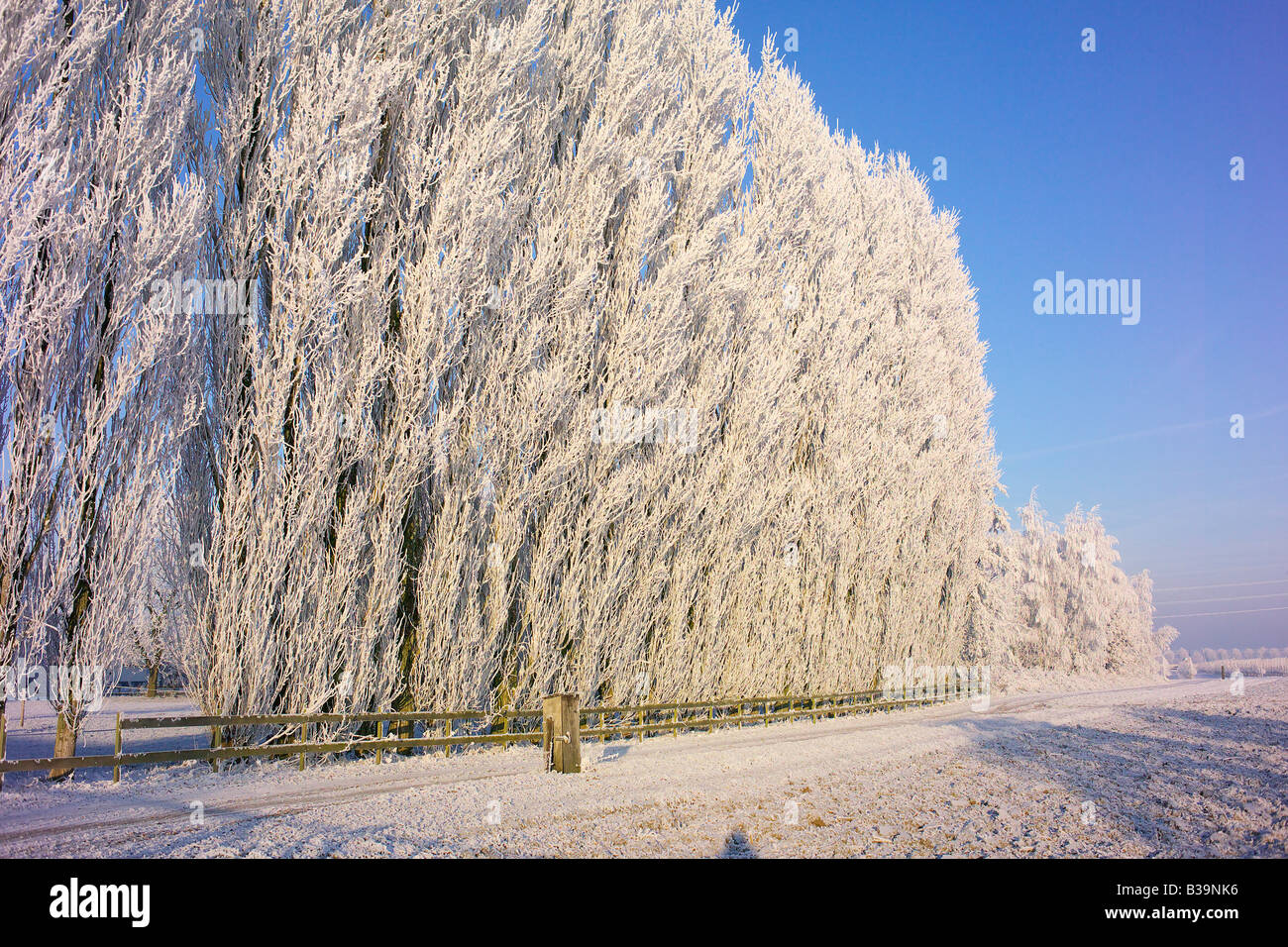 Alberi di pioppo in inverno a sunrise dopo forti gelate in seguito a un periodo umido Foto Stock