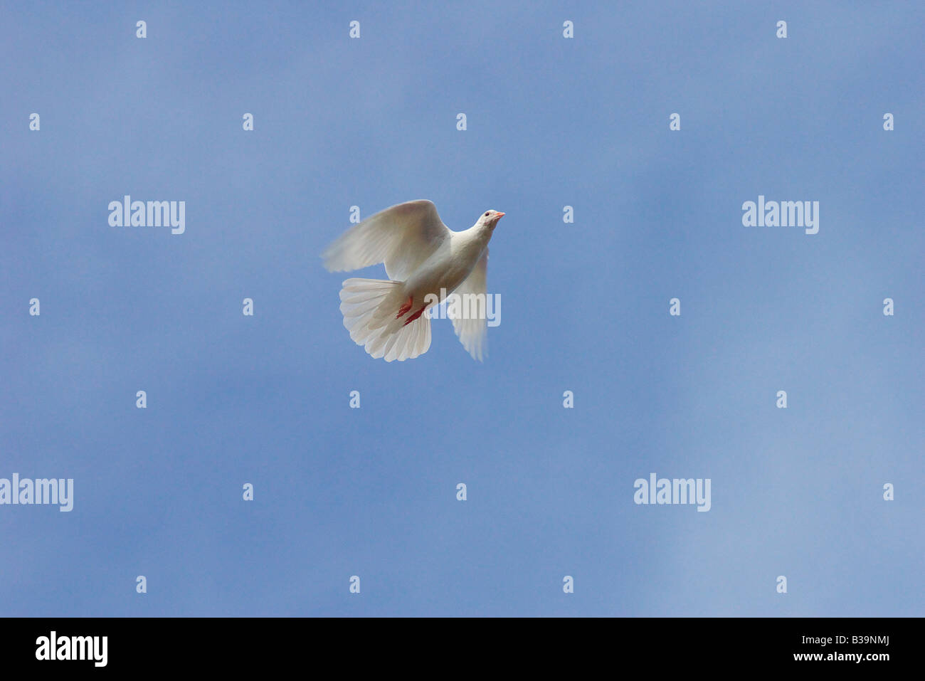 Unico colomba bianca in volo Foto Stock