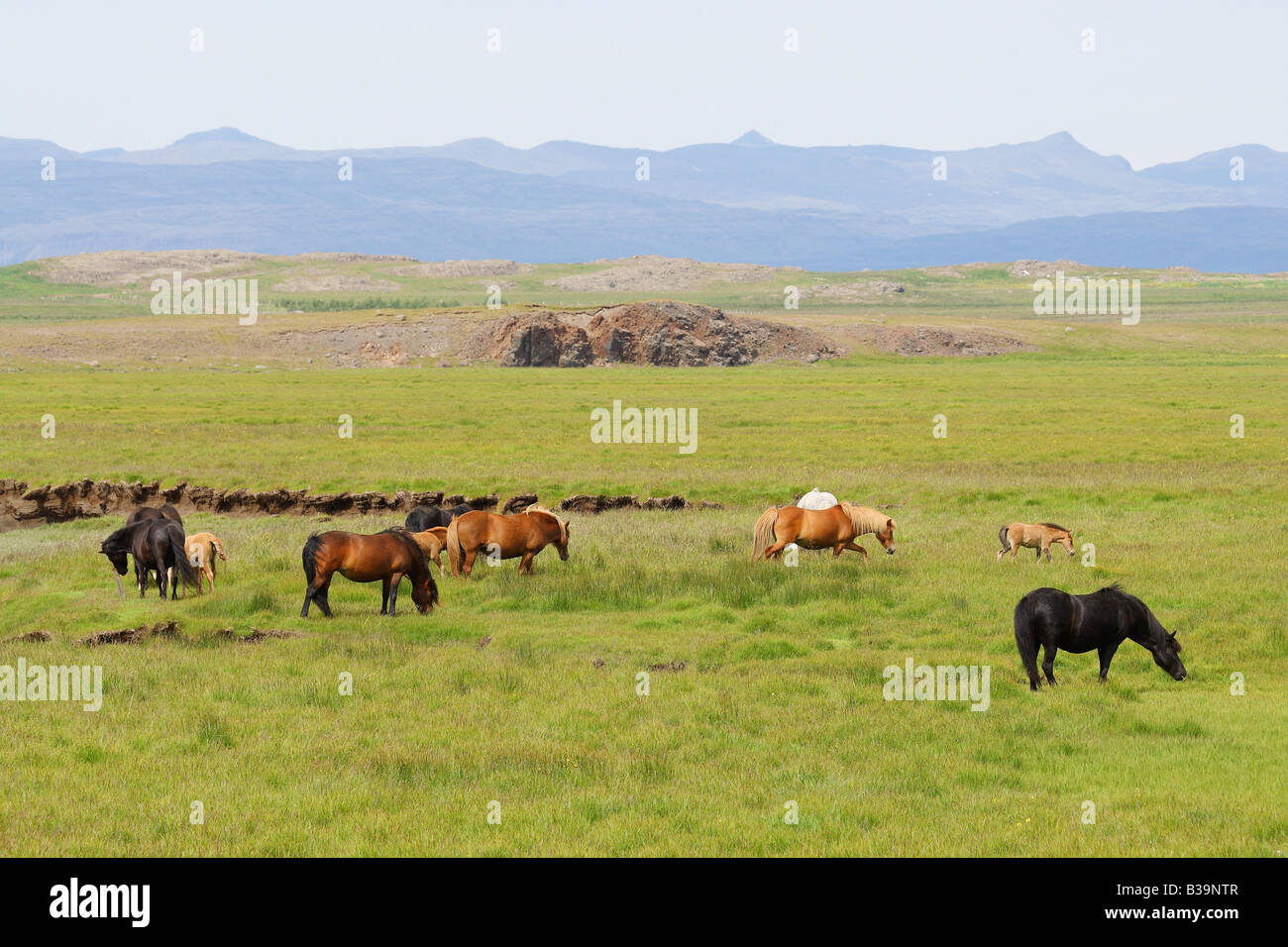Cavalli islandesi - in piedi sul prato Foto Stock