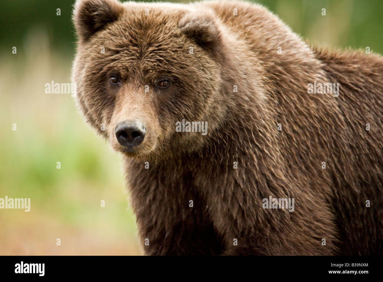 L'orso bruno (Ursus arctos middendorffi) Foto Stock