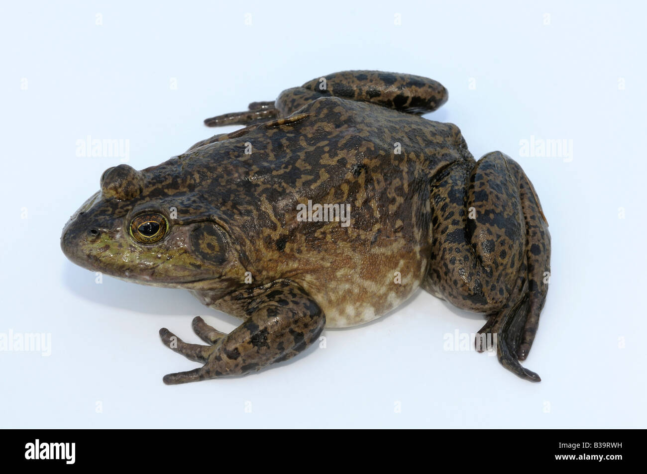 American Bullfrog (Rana catesbeiana, Lithobates catesbeianus), femmina, studio immagine Foto Stock