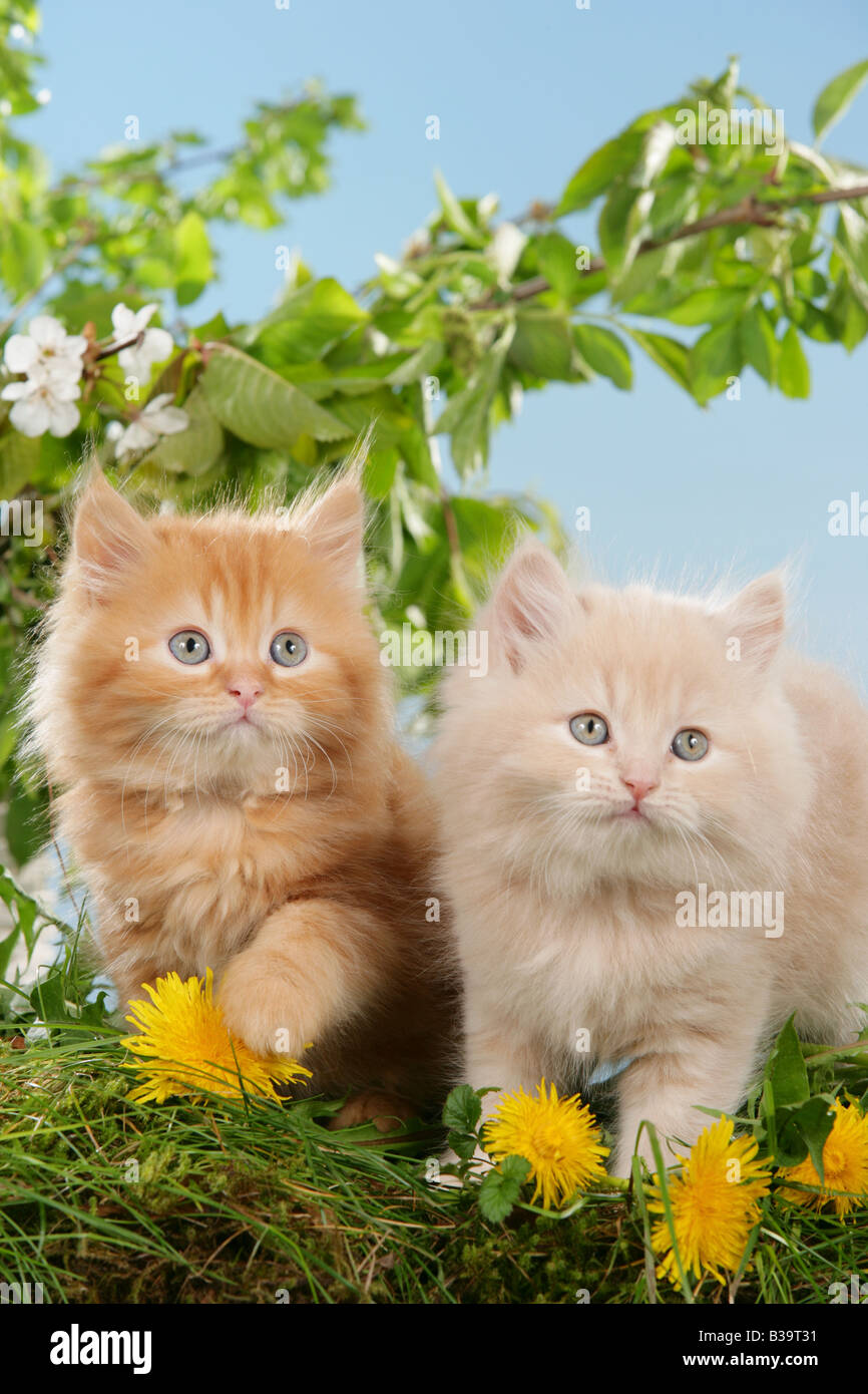 Due highlander kitten - in piedi sul prato Foto Stock