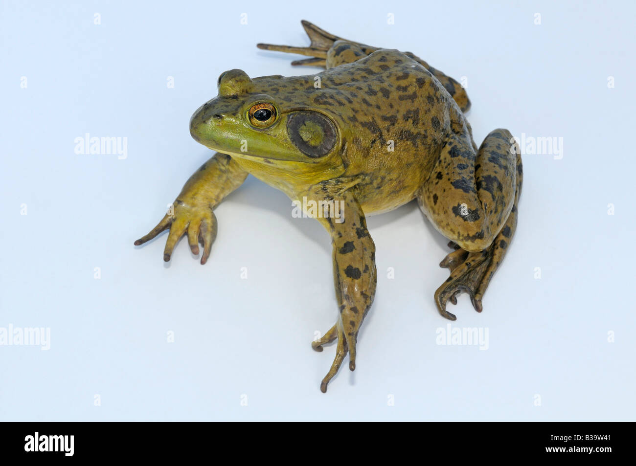 American Bullfrog (Rana catesbeiana, Lithobates catesbeianus), maschio, studio immagine Foto Stock