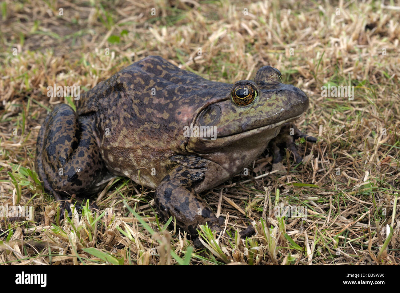 American Bullfrog (Rana catesbeiana, Lithobates catesbeianus), femmina sull'erba Foto Stock