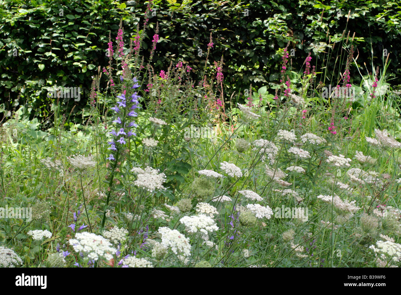 WILD Daucus carota carota LOBELIA SIPHILITICA e Lythrum salicaria IN UNA ZONA PRATO A HOLBROOK GIARDINO DEVON Foto Stock