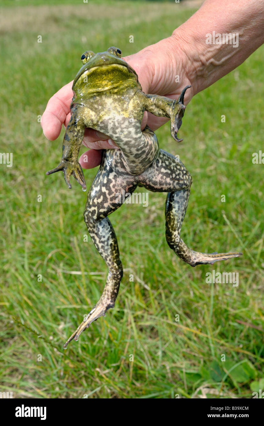 American Bullfrog (Rana catesbeiana, Lithobates catesbeianus), maschio tenuto a mano Foto Stock