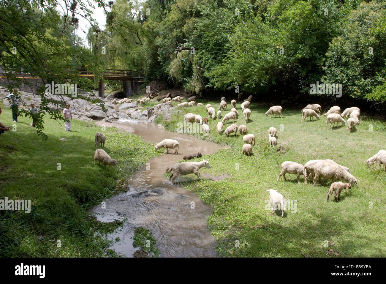 Pecore al pascolo del bestiame nei pressi di un ruscello in Villa General Belgrano Calamuchita Cordoba Argentina alcuni turisti guardano la scena Foto Stock