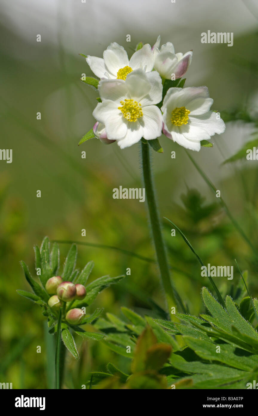 I Narcisi a fiore (Anemone Anemone narcissiflora), Foto Stock