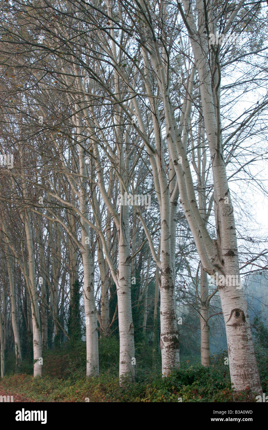 Pioppeto, il legno di pioppo, pioppo bianco, il pioppo bianco, Fiume Sile Treviso, Veneto, Italia (immagine digitale) Foto Stock