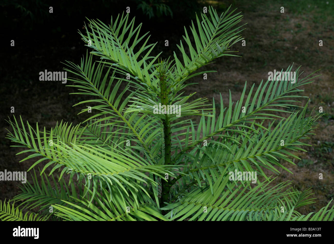 Wollemia Wollemi Pine (Wollemia nobilis) Foto Stock