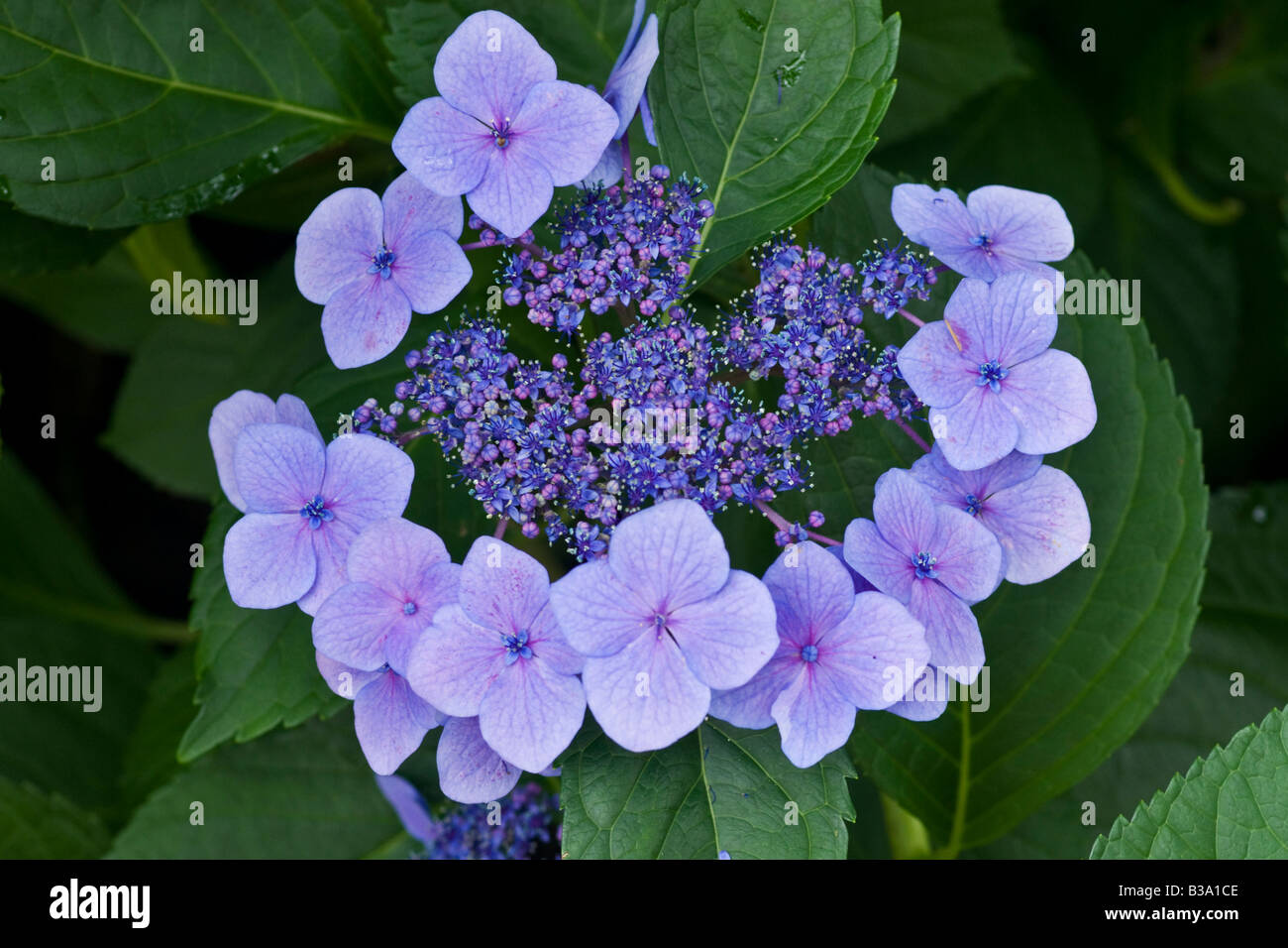 Lacecap ortensia (Hydrangea macrophylla normalis) Foto Stock