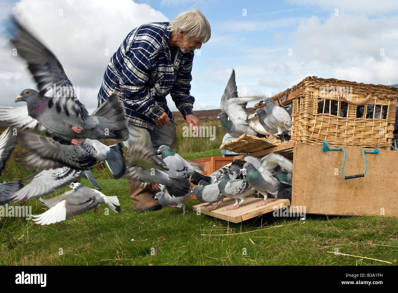 Amatore di piccioni piccioni di rilascio per un corso di formazione volo il Yorkshire Moors Foto Stock