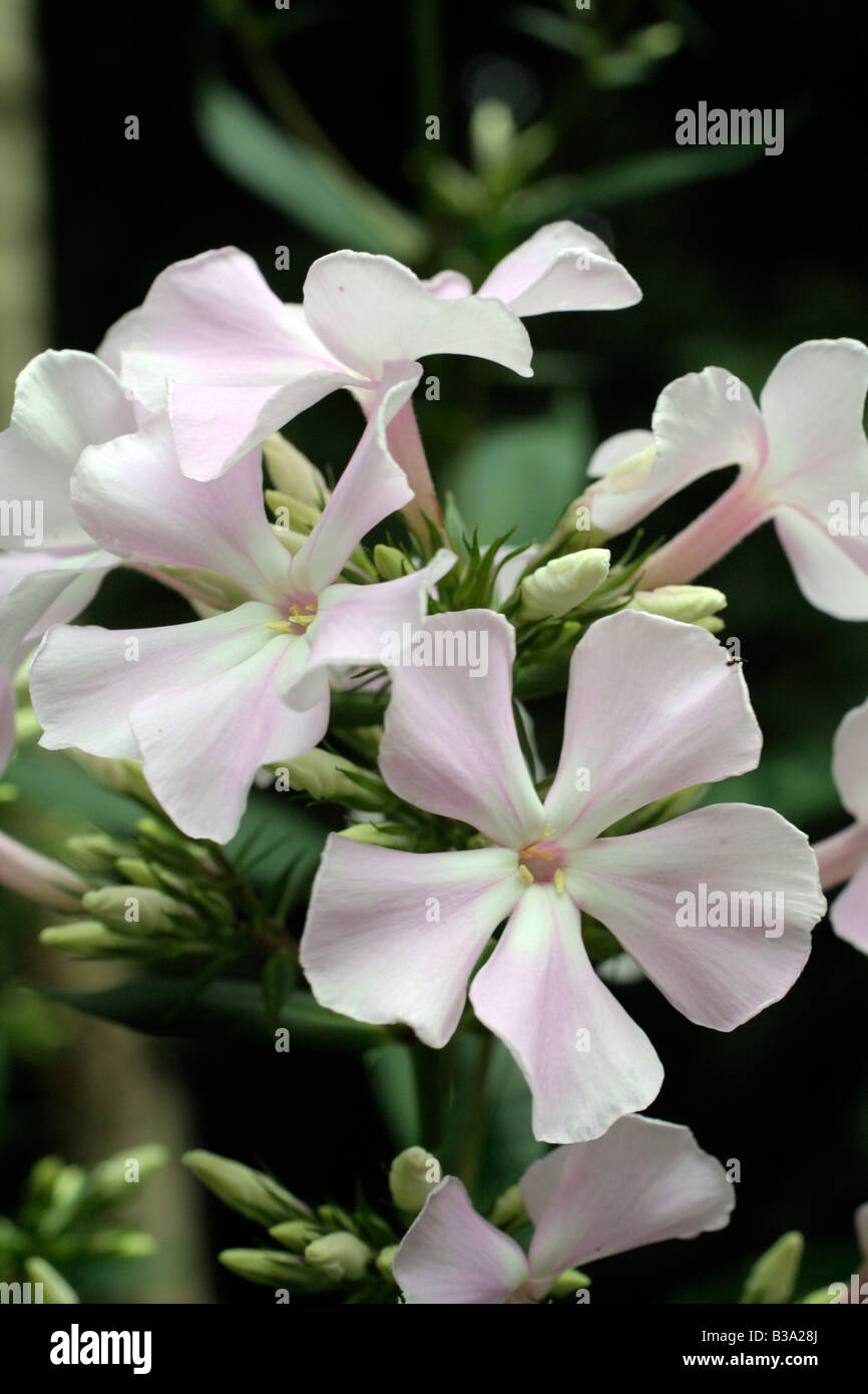 PHLOX PANICULATA UTOPIA Foto Stock