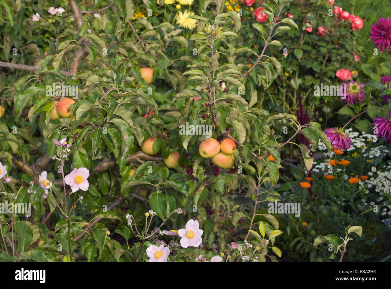 Mele e fiori creano un paesaggio naturale Foto Stock