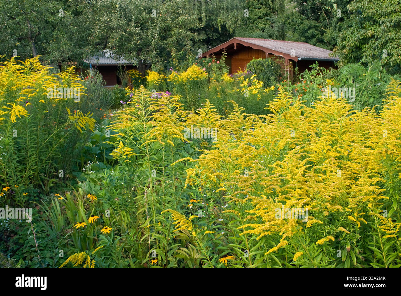 Piccola capanna tra fiori gialli e alberi Foto Stock