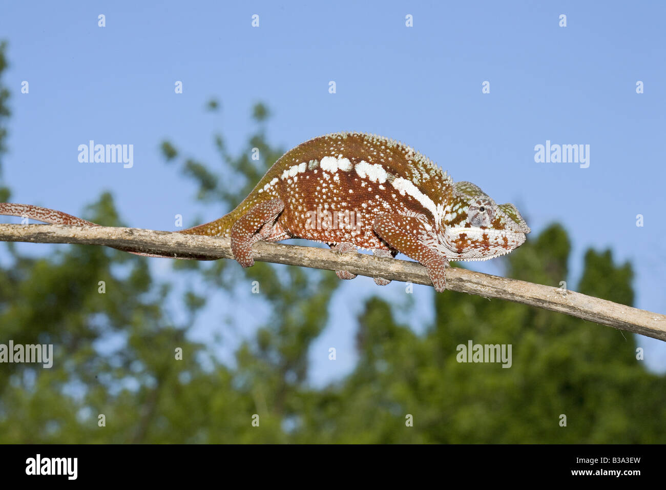 Panther Chameleon - seduta sul ramo / Furcifer pardalis Foto Stock