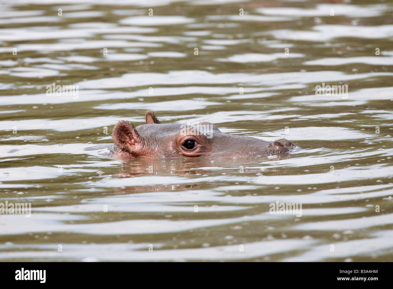 Baby ippopotamo Hippopotamus amphibius Serengeti Tanzania Foto Stock