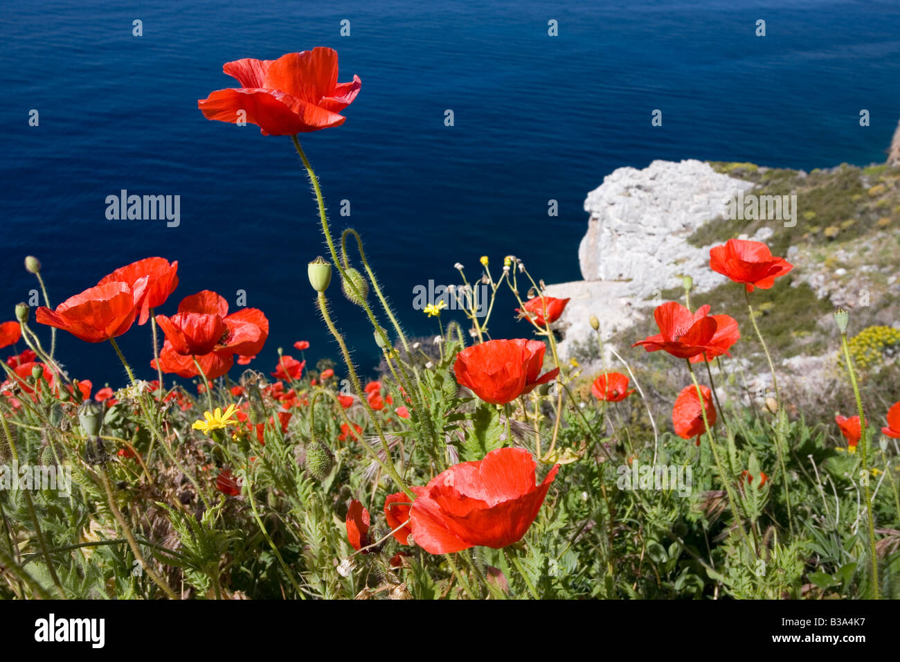 Testa lunga papaveri sulla costa del Peloponneso Grecia Papaver dubium Foto Stock