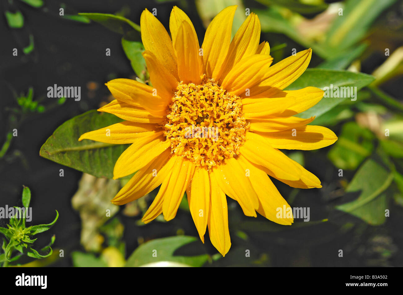 Giallo fiore giardino a Manito Park di Spokane, nello Stato di Washington, Stati Uniti d'America Foto Stock