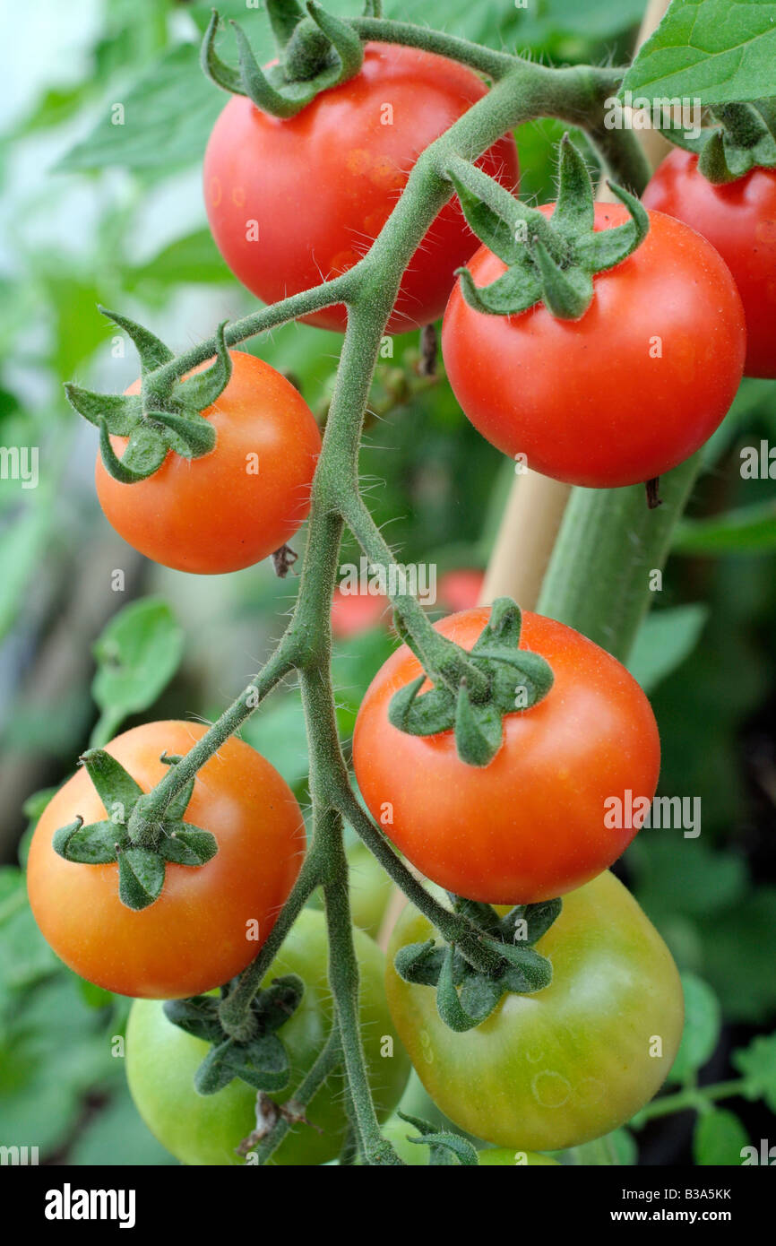 TOMATE ARRANCA pomodoro cresciute da seme raccolto dal supermercato comprato frutta Foto Stock