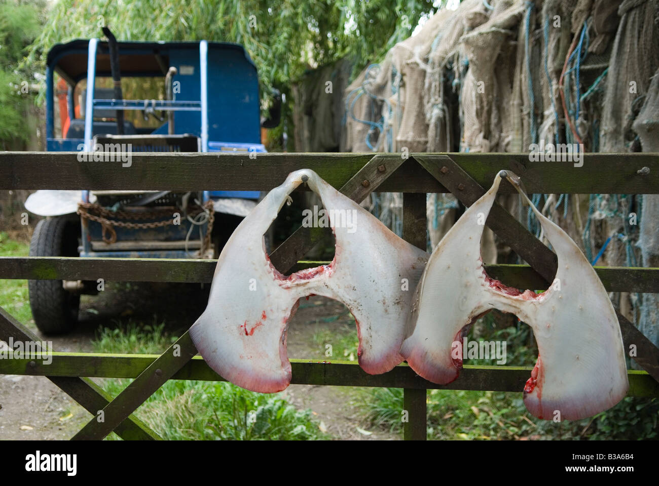 Thornback Ray, pesce eviscerato, ultimo fango, pesca di gamberi, Regno Unito. La famiglia Sellick Stolford Bridgewater Bay Somerset anni '2000 HOMER SYKES Foto Stock
