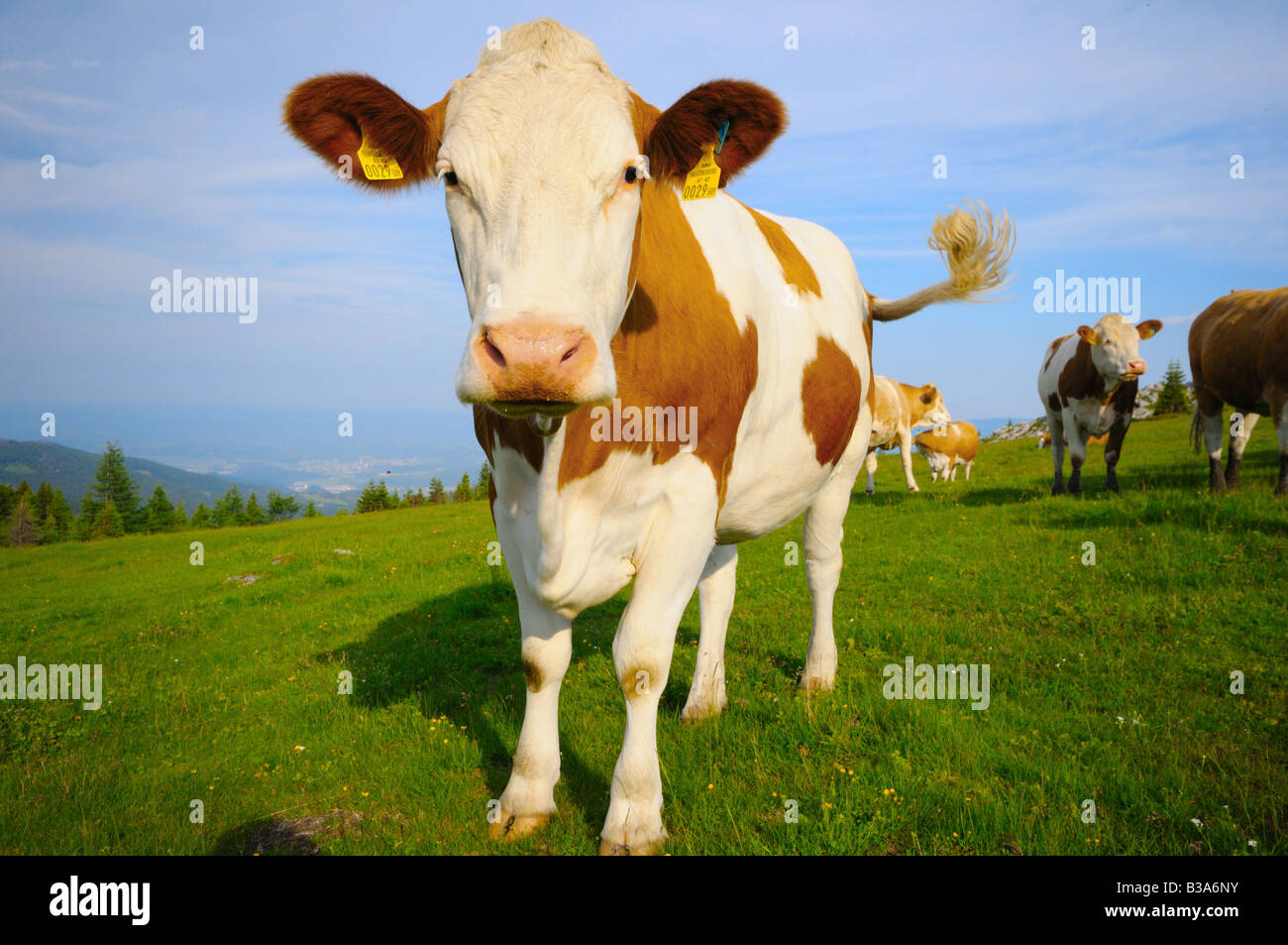 mucche sul prato Foto Stock