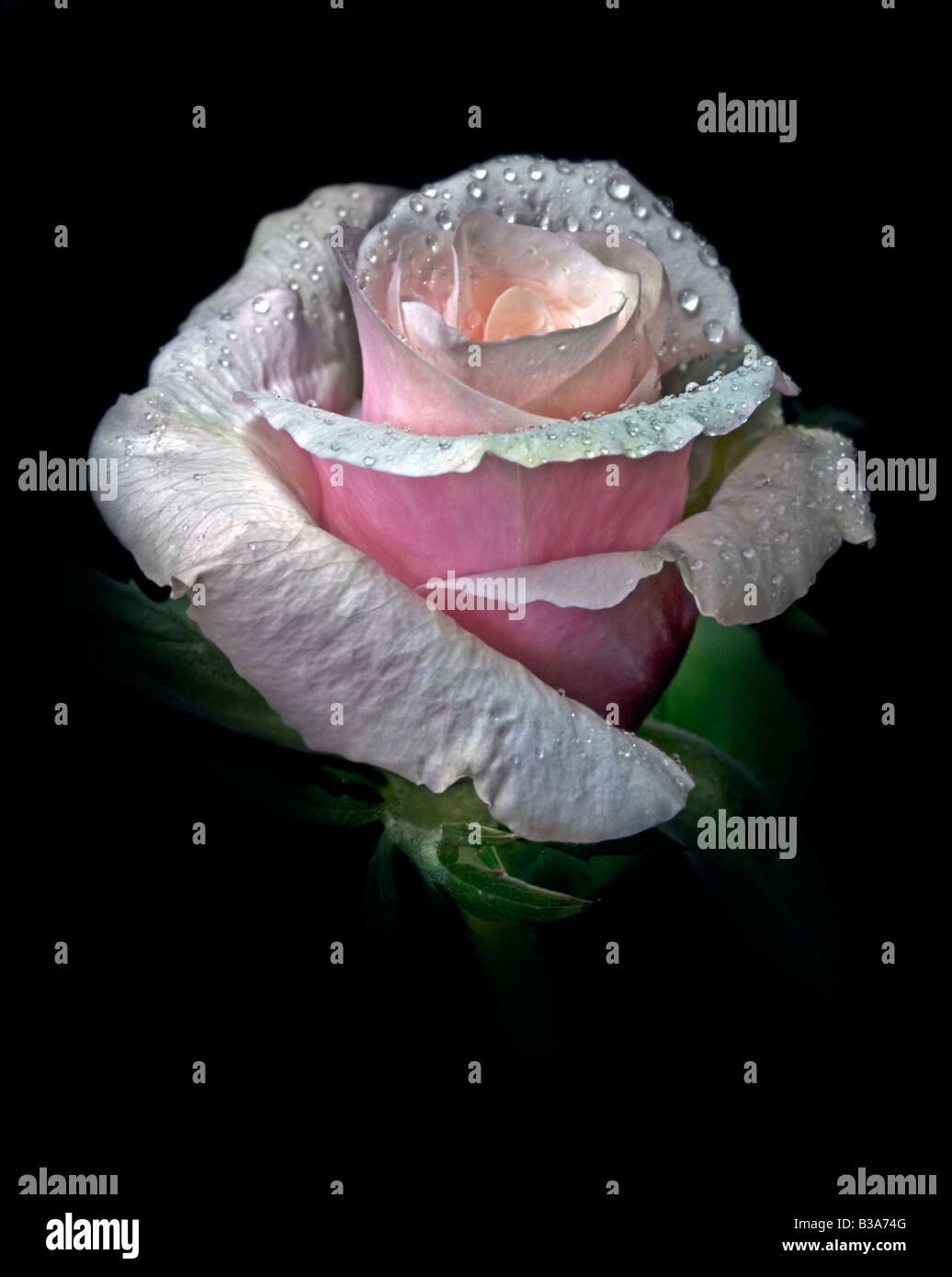 Rosa Rose in miniatura Patio Hit su nero Foto Stock