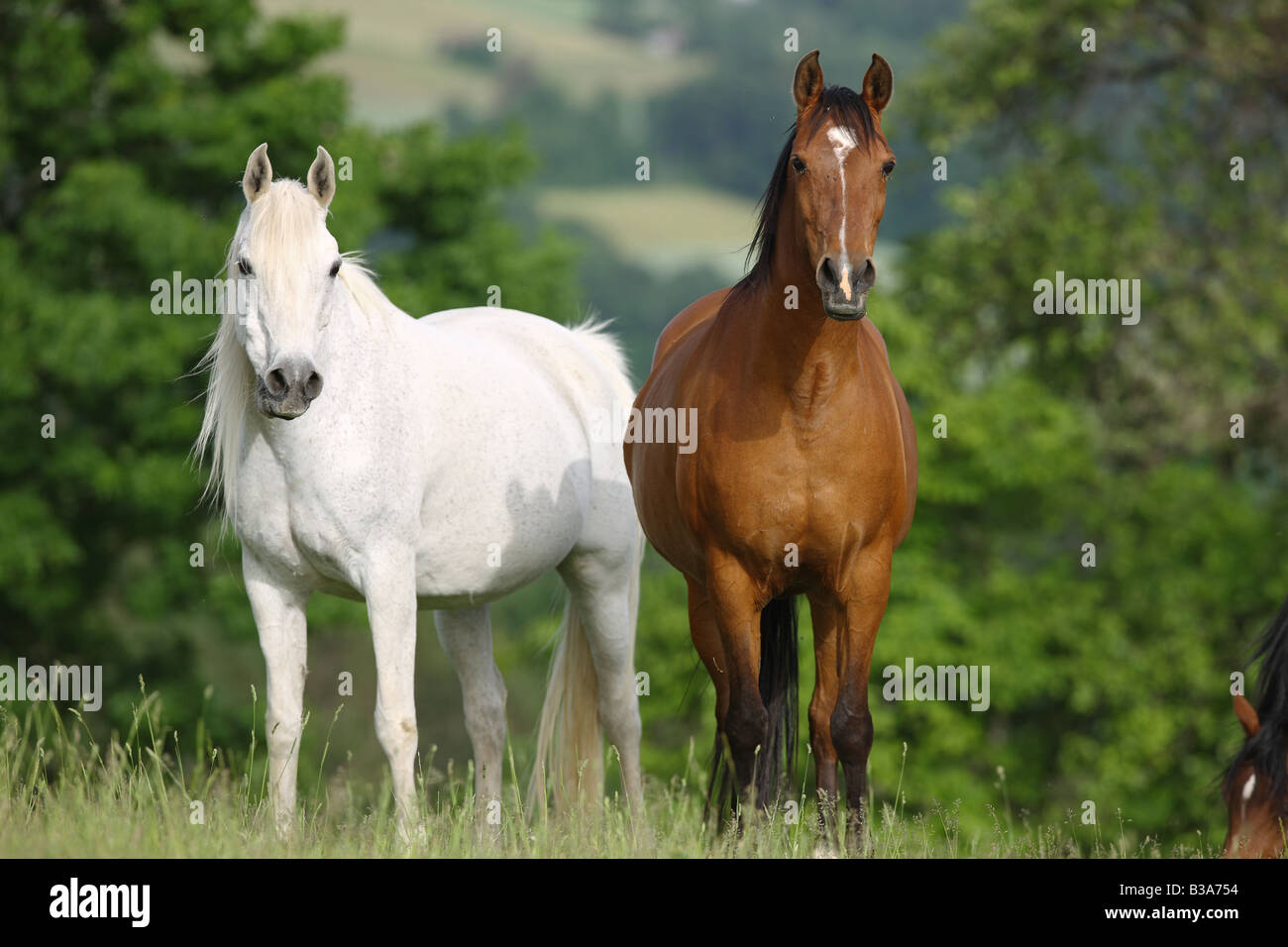 Due cavalli arabi - in piedi sul prato Foto Stock