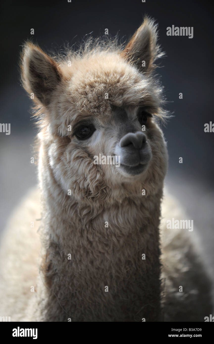 Un simpatico cercando foto del volto di un alpaca raffigurato su una fattoria nel Devon, Regno Unito Foto Stock