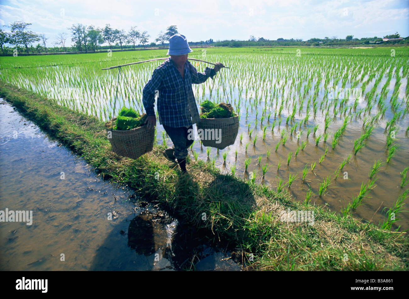 Thailandia Chiang Mai, l'agricoltore e le risaie Foto Stock