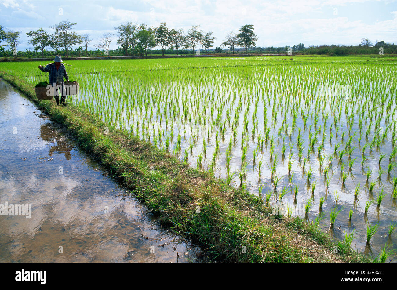 Thailandia Chiang Mai, l'agricoltore e le risaie Foto Stock