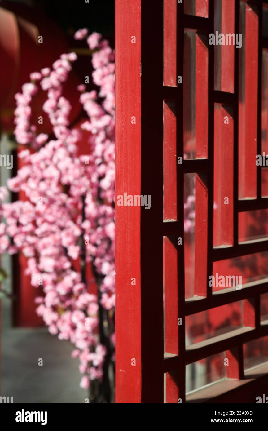 Cina, Pechino, la Città Proibita, fiori di ciliegio Foto Stock