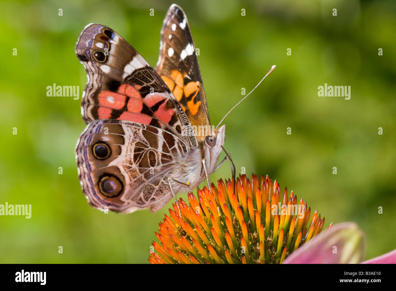 Alimentazione a farfalla su coneflower Foto Stock