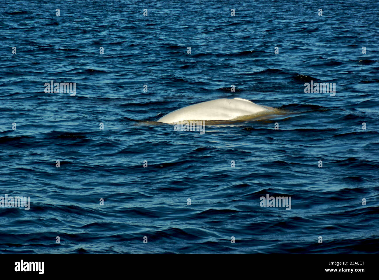 Balene Beluga nel fiume Churchill Foto Stock