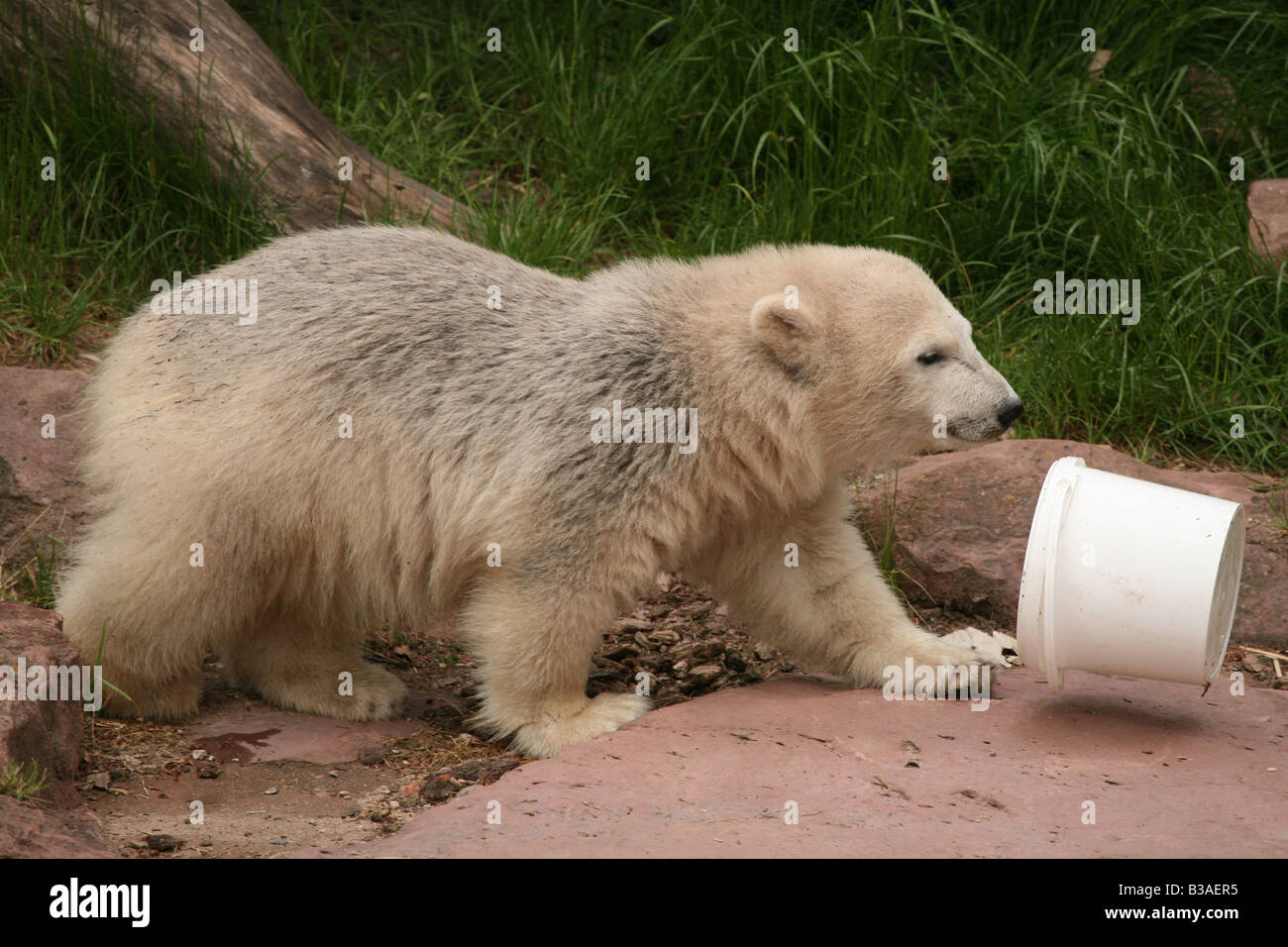 Flocke il simbolo del fiocco di neve il polar bear cub godendo nel suo involucro a Zoo di Norimberga, Germania Foto Stock