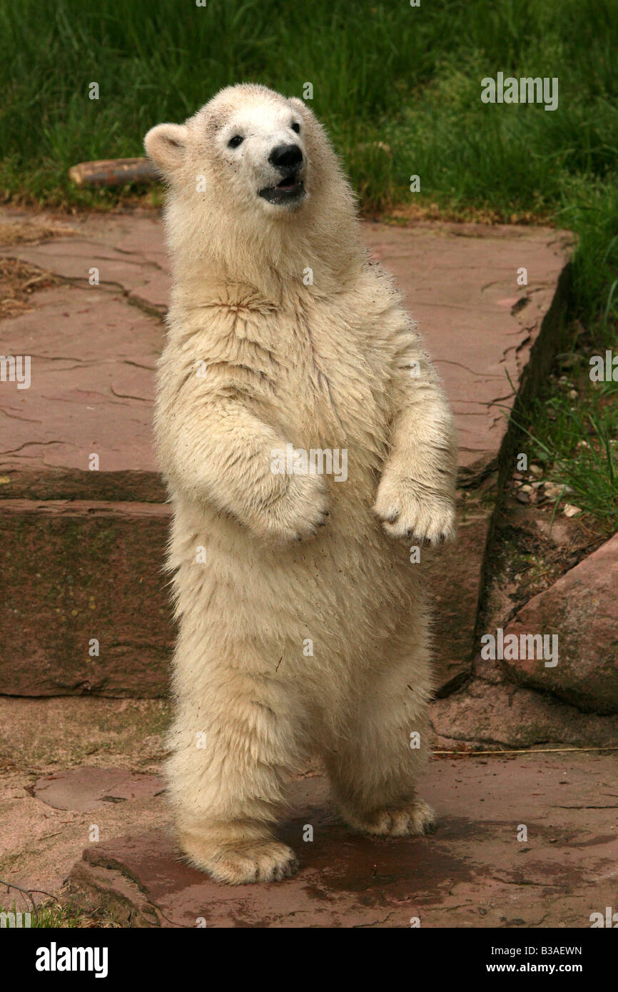 Flocke il simbolo del fiocco di neve il polar bear cub godendo nel suo involucro a Zoo di Norimberga, Germania Foto Stock