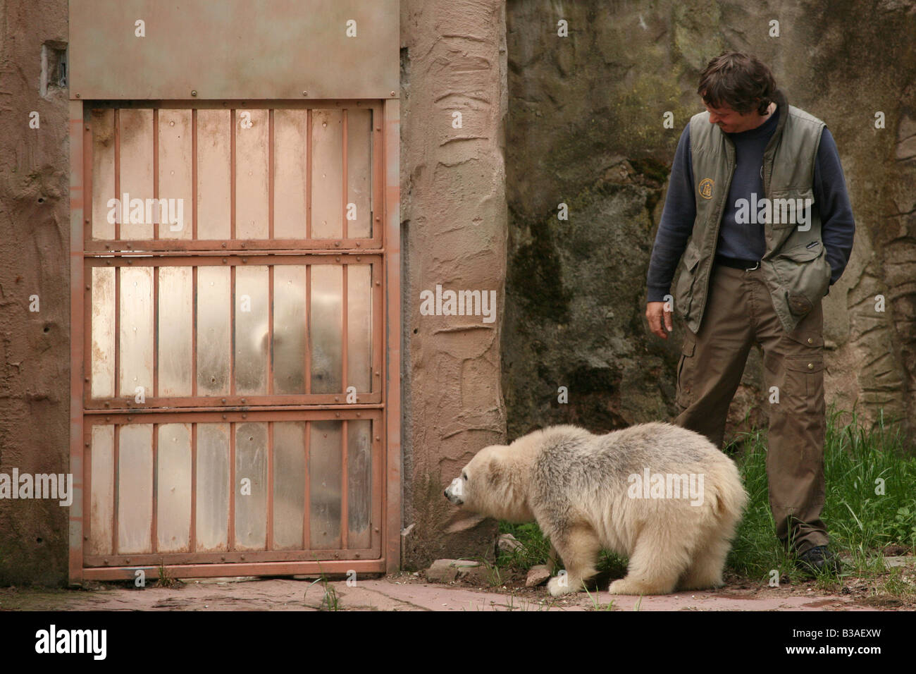 Flocke il simbolo del fiocco di neve il polar bear cub guardando la madre Vera attraverso le barre a Zoo di Norimberga, Germania Foto Stock