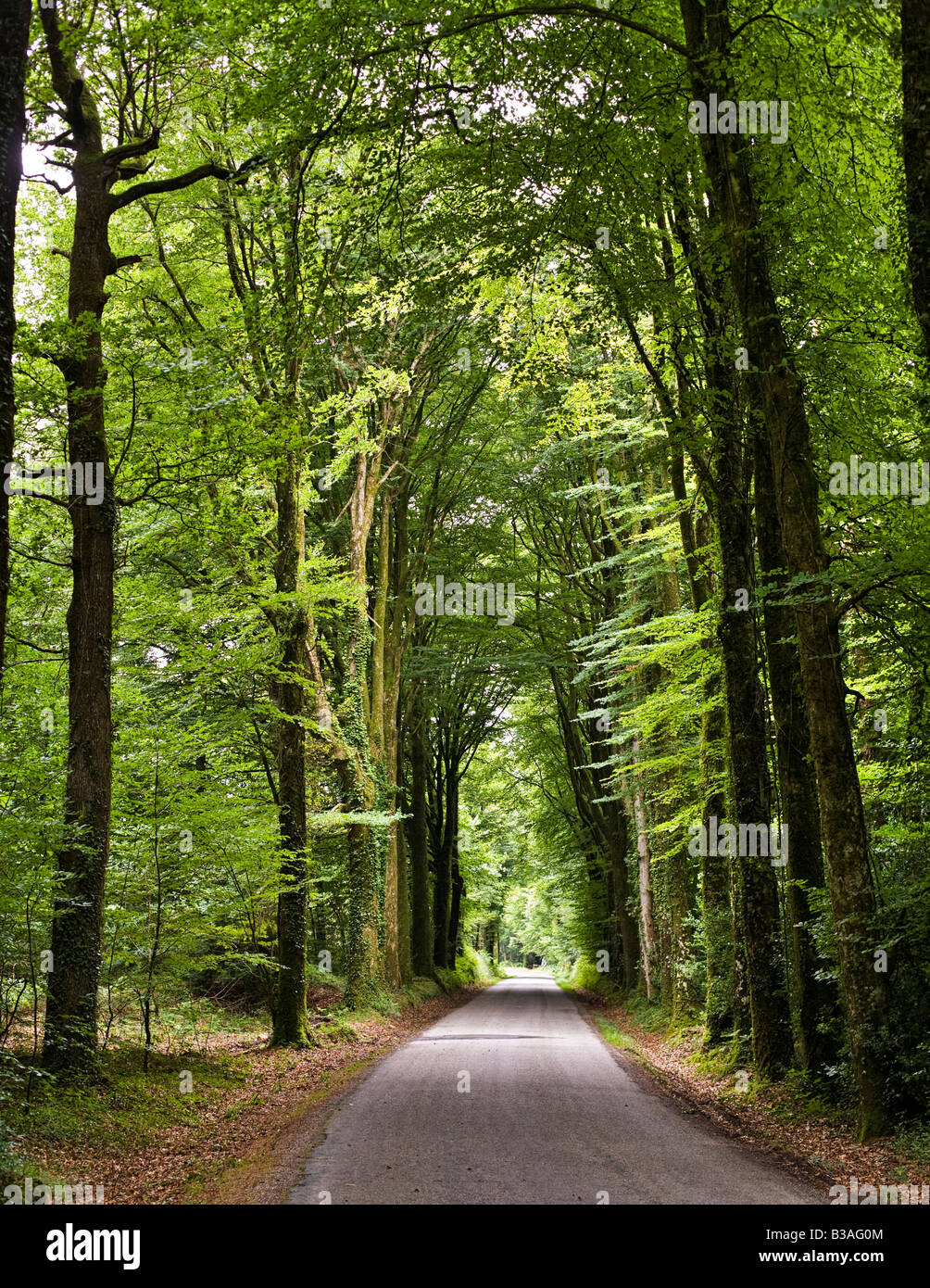 Strada di campagna attraverso una foresta Foto Stock