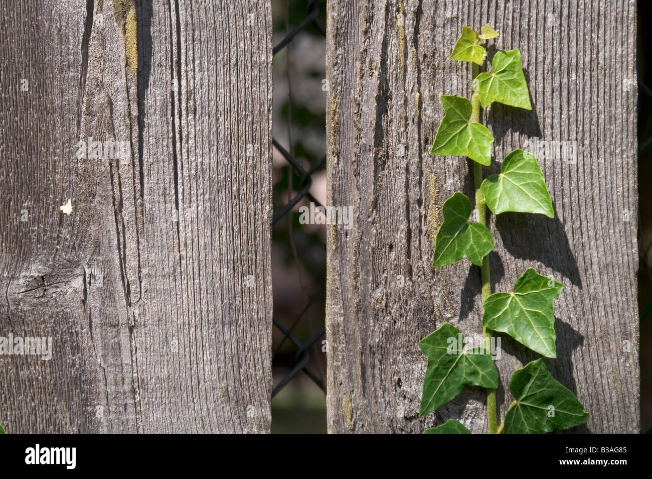 Viaggiare Climbing verde di piante di vite e di recinzione di legno Foto Stock