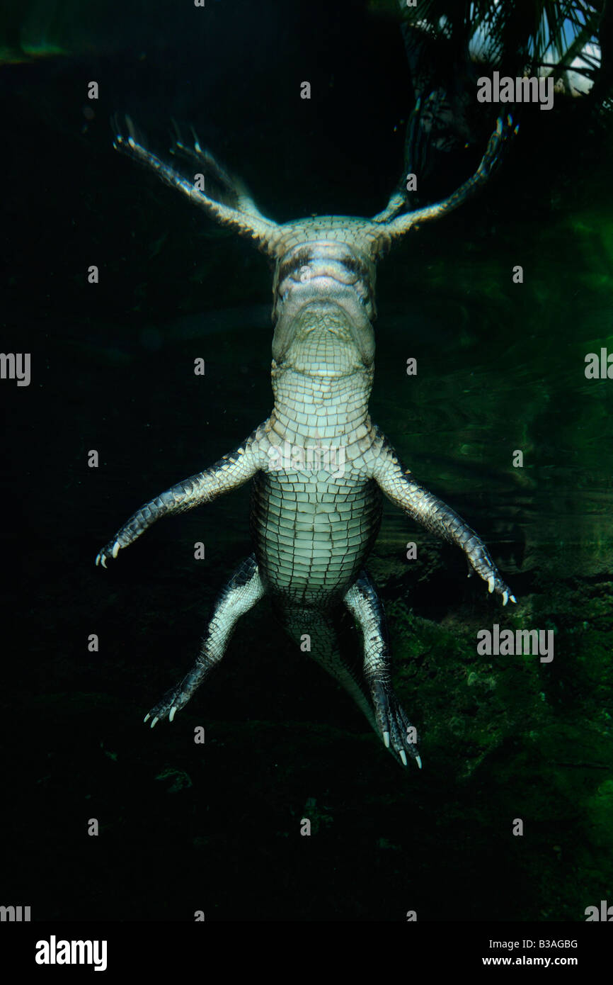 Il coccodrillo americano ( Alligator mississippiensis ) Foto Stock