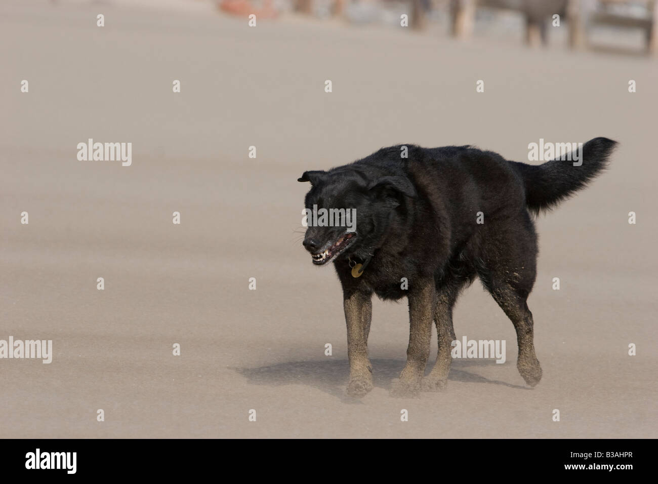 Ventoso spiaggia con sabbia per soffiatura in dog face, il cane mostra tenace determinazione e grinta a camminare contro vento Foto Stock