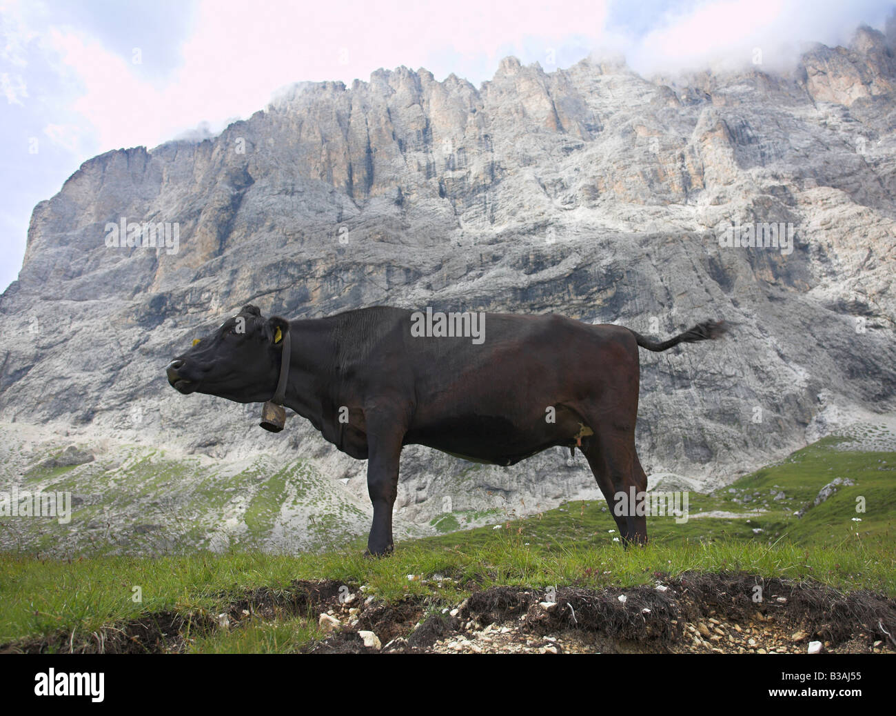 Mucca nera in montagna impostazione. Foto Stock