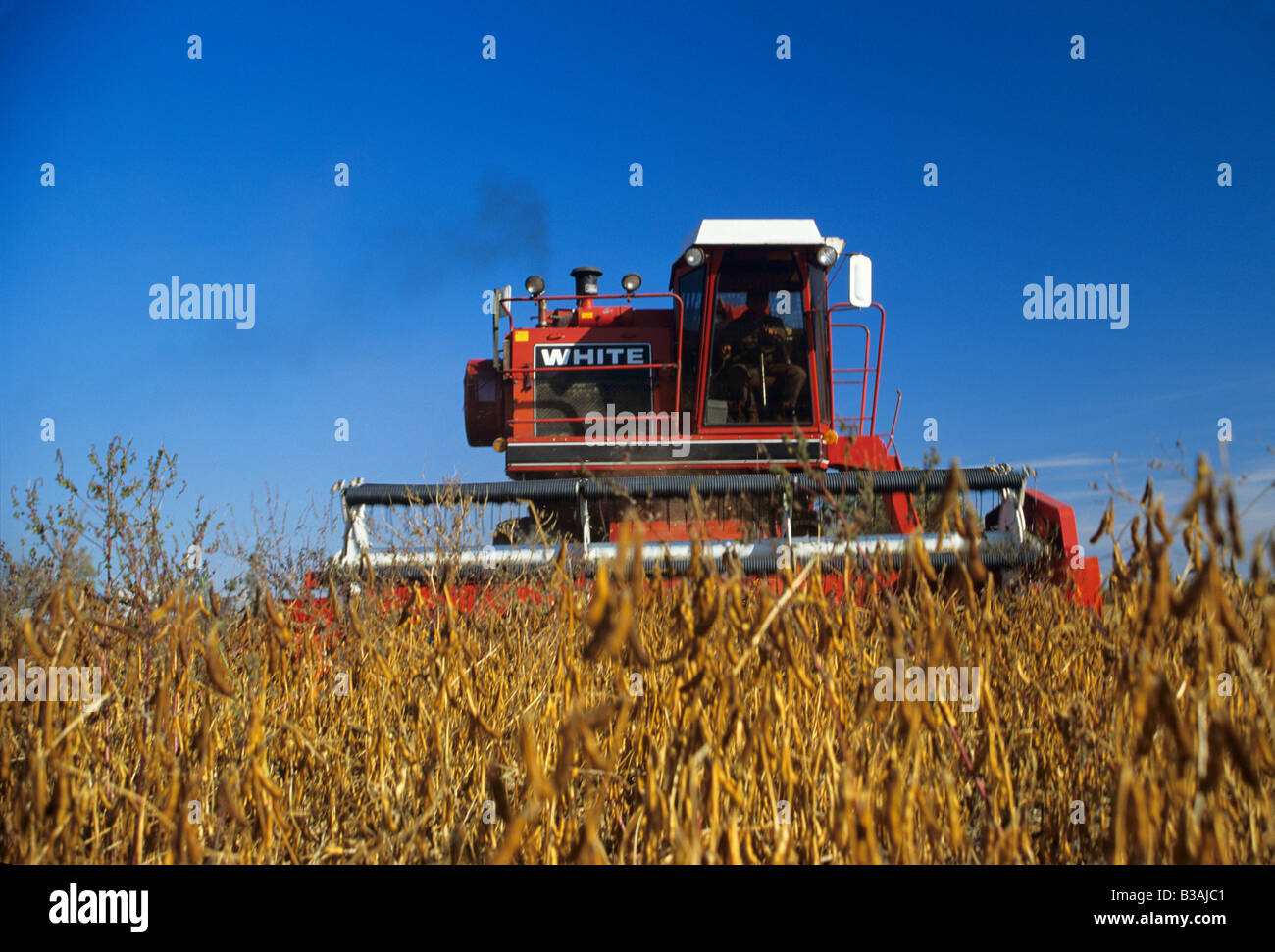 Raccolta di soia raccolto, Saginaw County, Michigan, Stati Uniti, di Dembinsky Photo Assoc Foto Stock