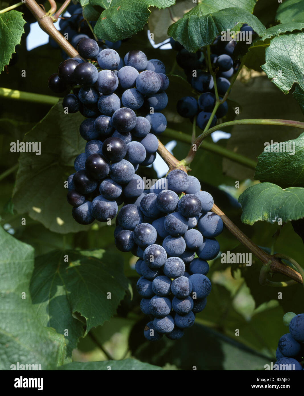 CLOSE-UP DI CONCORD uva che cresce nella vigna / NEW YORK Foto Stock