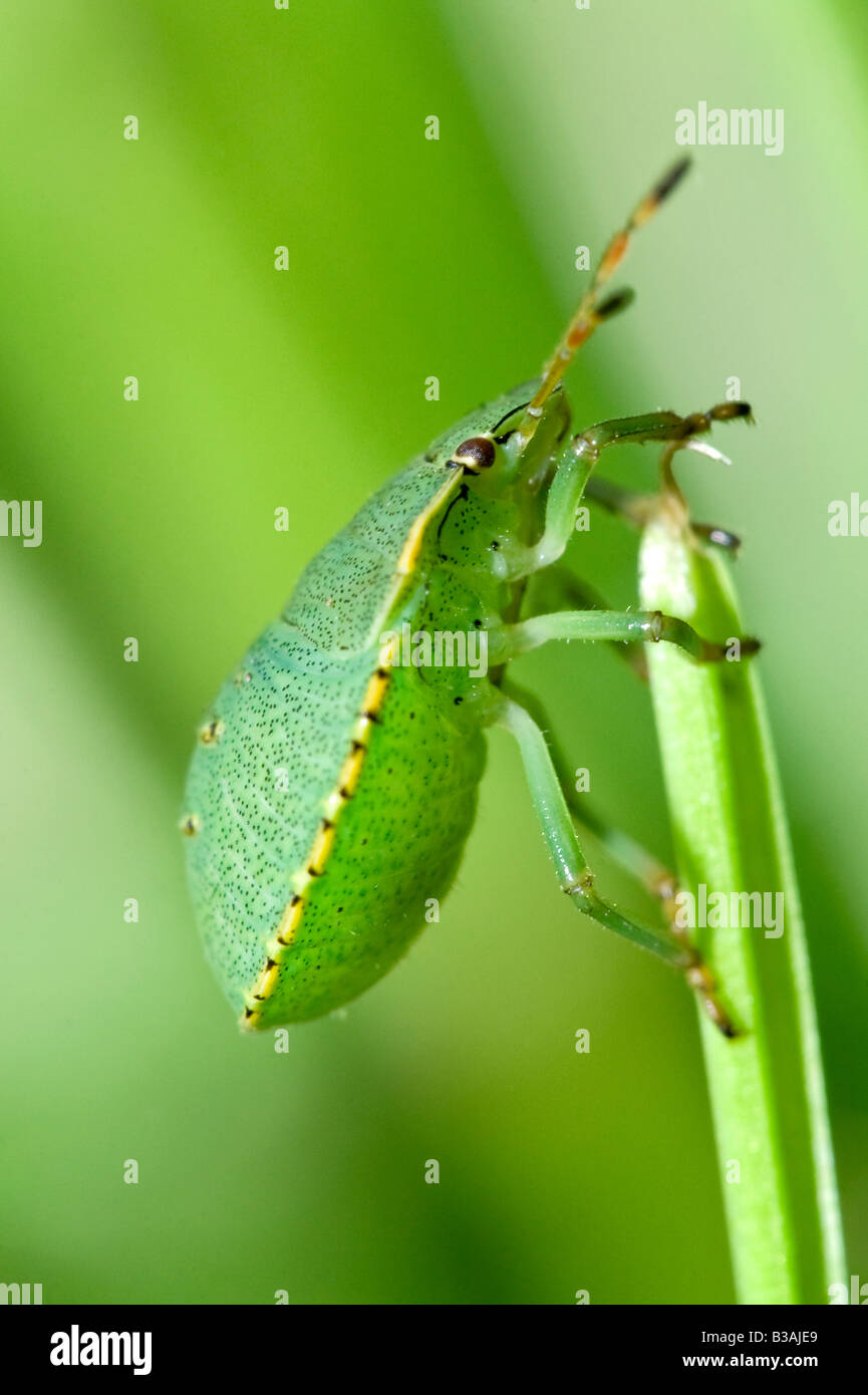 Schermo verde Bug (Palomena prasina) appoggiato sul gambo di erba Foto Stock