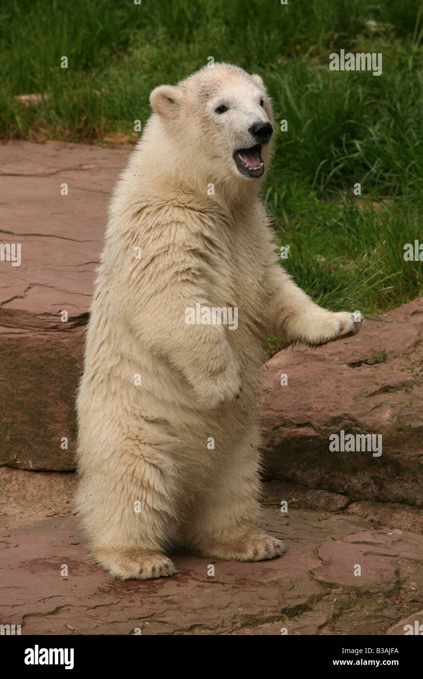 Flocke il simbolo del fiocco di neve il polar bear cub godendo nel suo involucro a Zoo di Norimberga, Germania Foto Stock